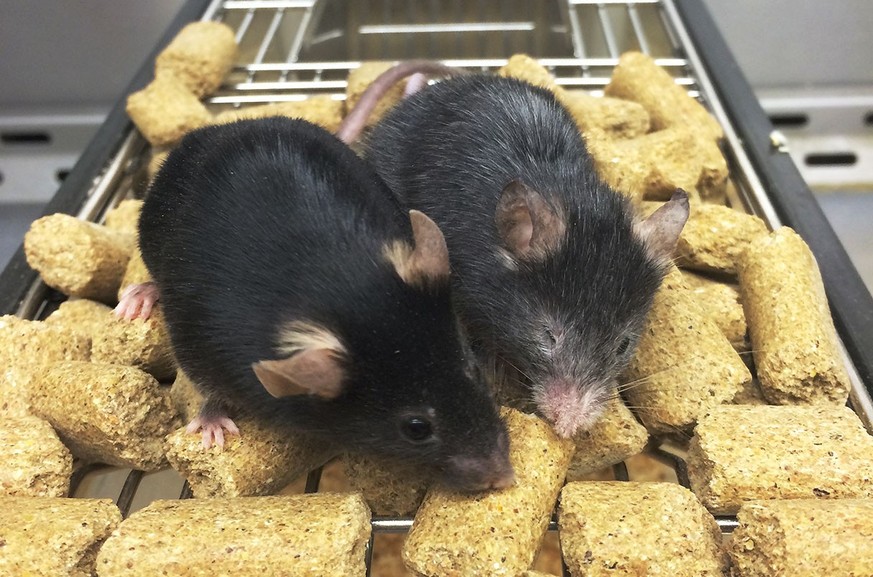 mice