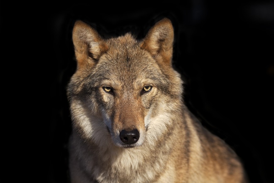 Aufgabe problemlos gelöst: Der Wolf.