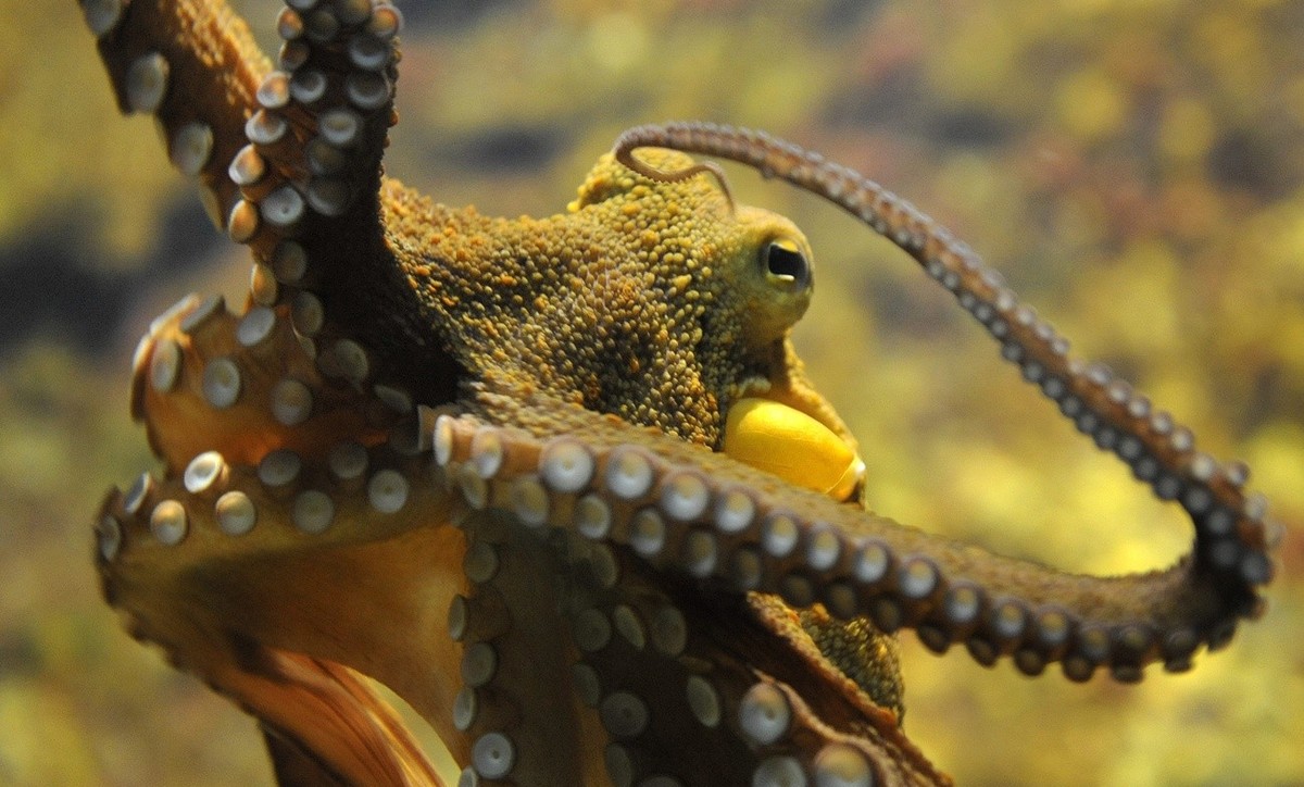 An octopus (octopus vulgaris) lingers in the Basel Zoo in Basel, Switzerland Wednesday, August 12, 2009. (KEYSTONE/Georgios Kefalas)