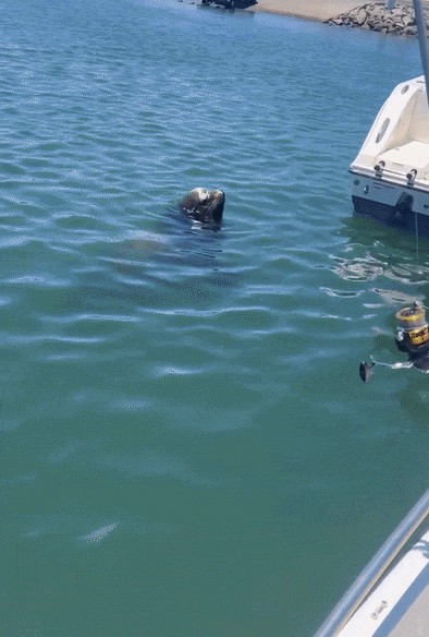 Animiertes GIF