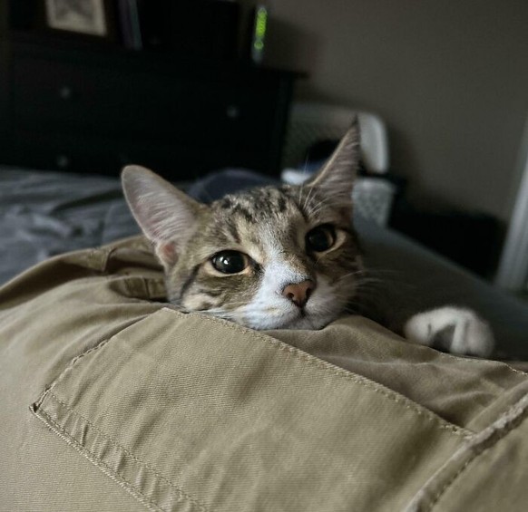 Cute News: Herzige Katze