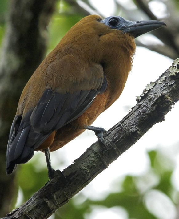Kapuzinerkotinga Perissocephalus tricolor, Guyana, Südamerika Capuchinbird Perissocephalus tricolor perched on a branch in the grasslands of Guyana Copyright: imageBROKER/glennbartley iblcrr13558192.j ...