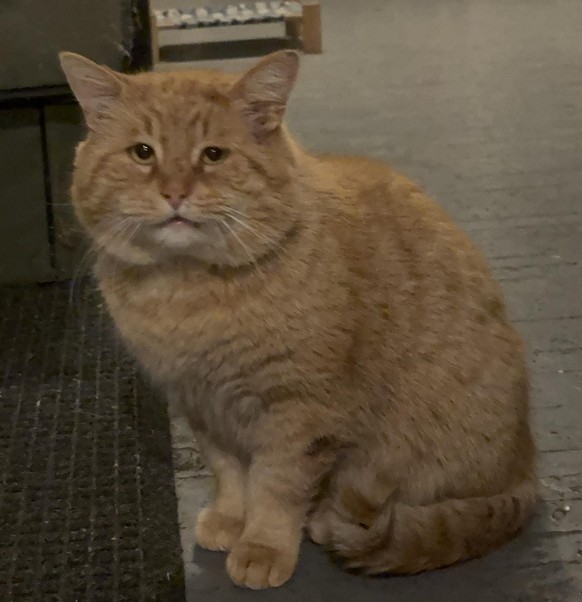 cute news tier katze

https://www.reddit.com/r/notmycat/comments/1r7p7d2/meet_our_sad_cat/