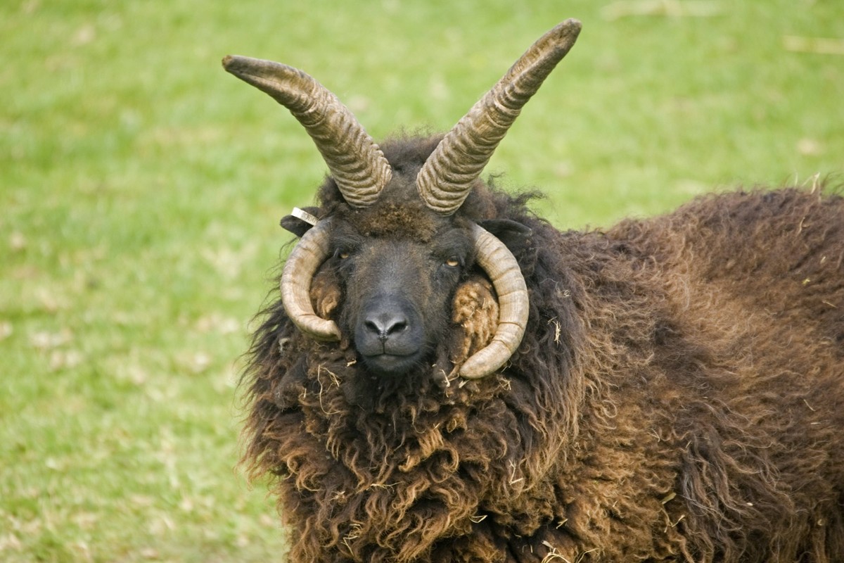 Head of four horned Hebridian or St Kild.......... Head of four horned Hebridian or St Kilda sheep Rare Breed Trust Cotswold Farm Park UK, Credit:Mark Boulton / Avalon PUBLICATIONxNOTxINxUKxFRAxUSA Co ...