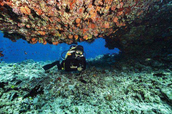 diver exploring a coral reef in the Maldives Malé, Malé, Maldives CR_THHE250205E-1576296-01 ,model released, Symbolfoto