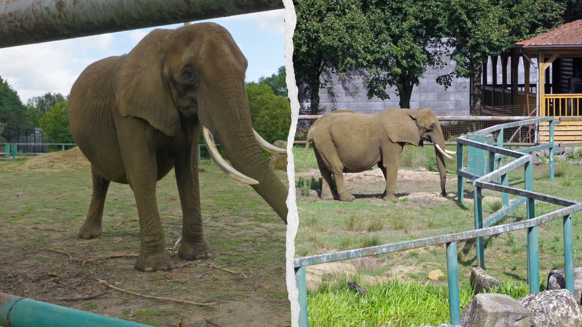 Le premier refuge pour anciens animaux de cirque ouvre en Europe.