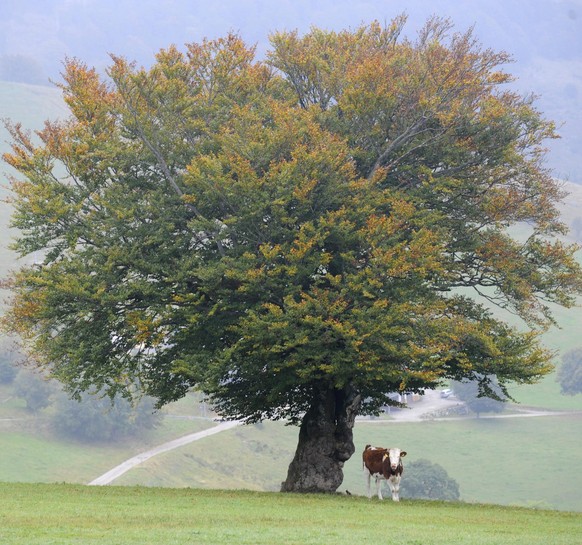 Ein Rind steht am Freitag, 2. Okt. 2009, unter einer eingefaerbten Buche, die Vorzeichen des Herbstes sind unverkennbar. Das Wetter ist durchwachsen mit Nebeln und langsam sinkenden Temperaturen. In d ...