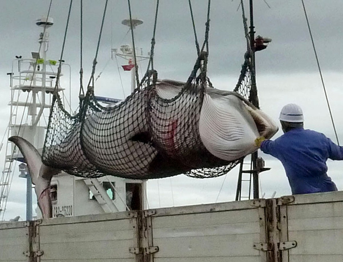 FILE - In this September 2013, file photo, a minke whale is unloaded at a port after a whaling for scientific purposes in Kushiro, in the northernmost main island of Hokkaido. Japan's senior fish ...