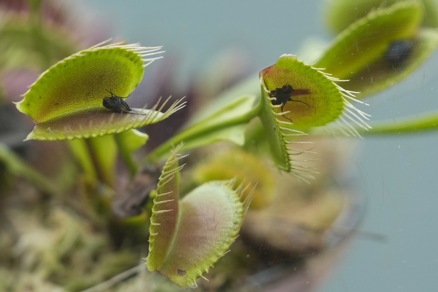 Insects are captured by a Venus flytrap at a carnivorous plants exhibit at the Jos� Celestino Mutis botanical garden, in Bogota, Colombia, Friday, May 17, 2024. (AP Photo/Fernando Vergara)