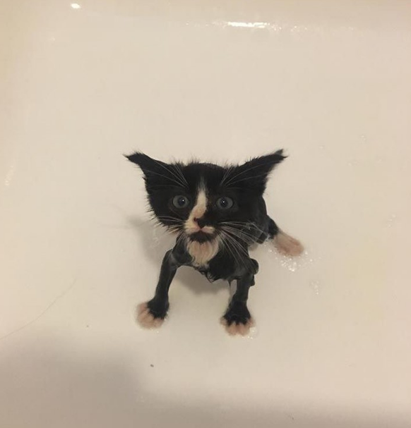 cute news tier katze

https://www.instagram.com/p/CtMoZ55NKGf/