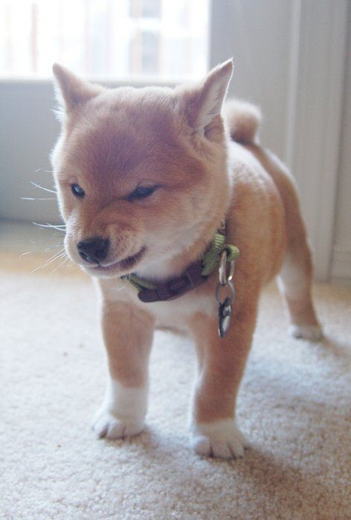 des shiba inus trop mignons!