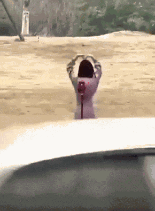 Animiertes GIF