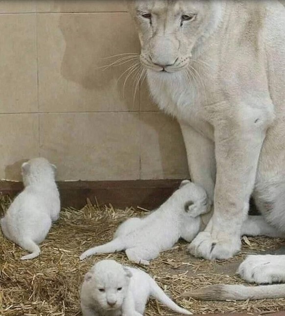 Cute News: Tierische Eltern und ihr Nachwuchs.