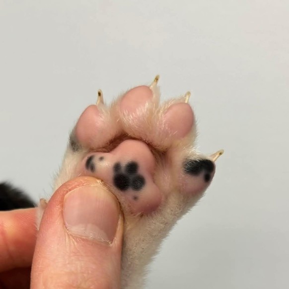 cute news tier katze

https://ch.pinterest.com/pin/8514686791217237/