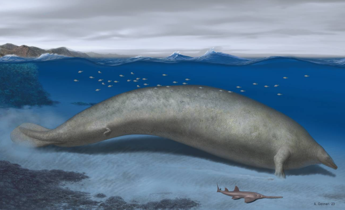 Perucetus colossus – der Urwal – wäre mit einer geschätzten Länge von bis zu 20 Metern nicht das längste heutige Meerestier.