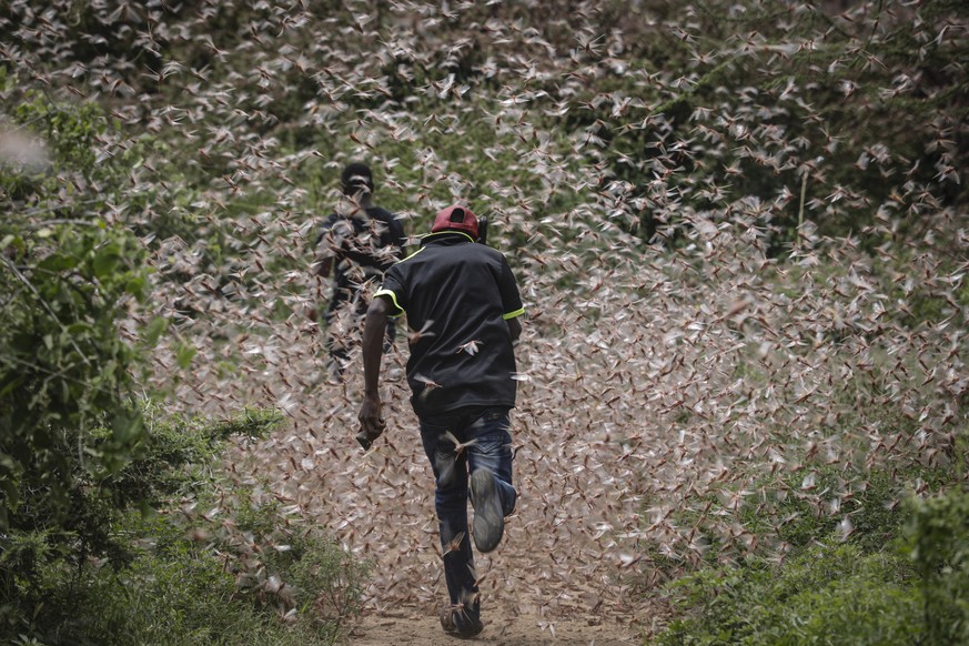 epa08160126 Men run through a swarm of desert locusts to chase them away in the bush near Enziu, Kitui County, some 200km east of the capital Nairobi, Kenya, 24 January 2020. Large swarms of desert lo ...