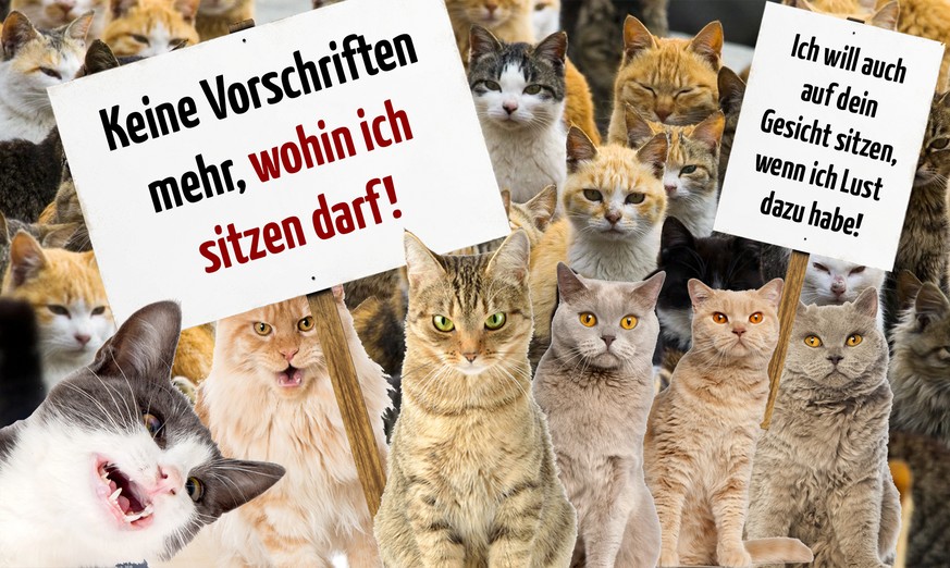 Wofür oder wogegen Katzen protestieren würden