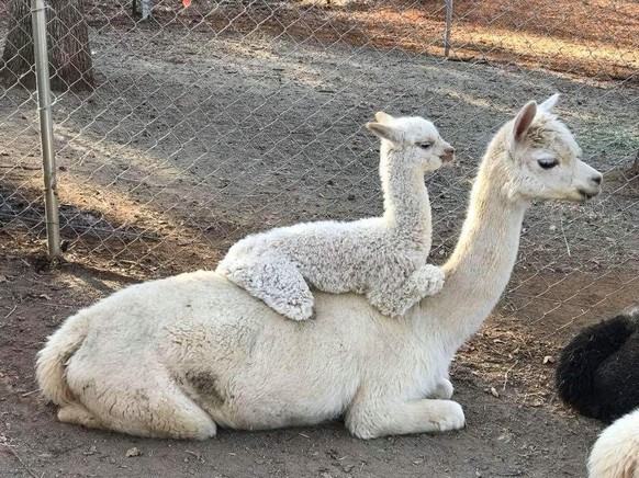 cute news tier lama

https://ch.pinterest.com/pin/1121888957199773860/