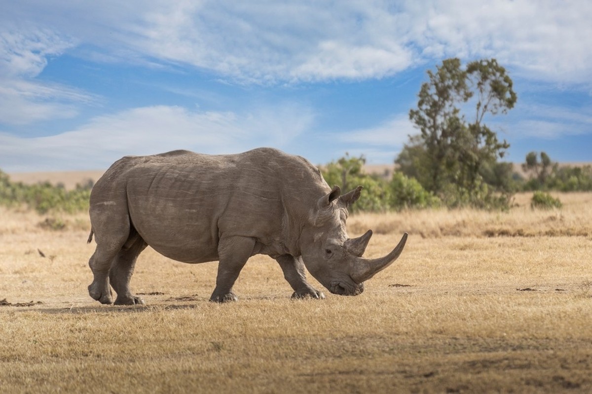 Nashorn in Afrika