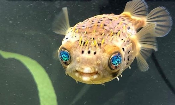 Pufferfish in the water with blue eyes https://imgur.com/t/pufferfish/uPxP3d8