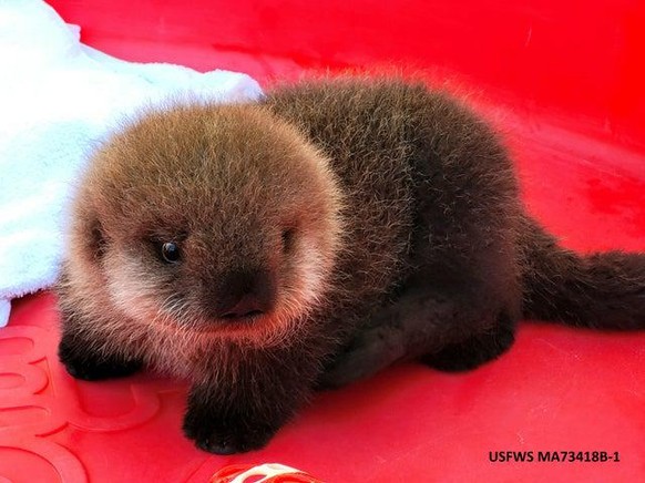 Otter Tier Cute News Animals