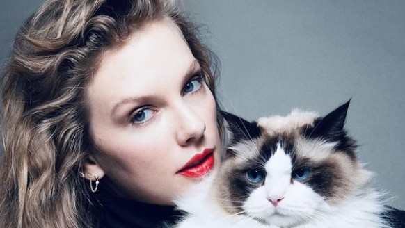 swift insta harris katze