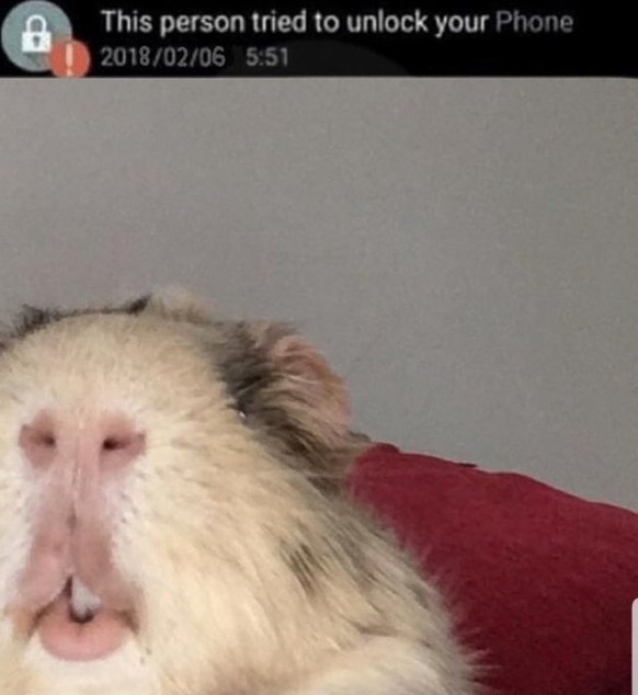 Bereit für 33 lustige Tierbilder? (Auf einem davon sitzt eine Eule im Schneidersitz)
&quot;This person tried to unlock your phone&quot;
