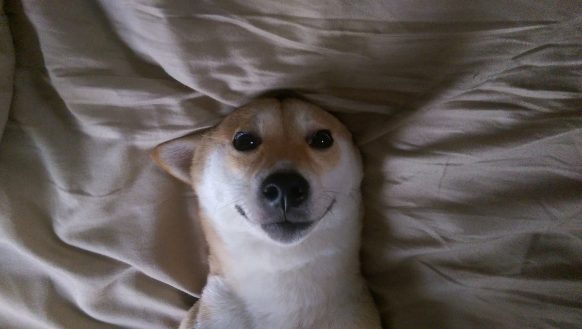des shiba inus trop mignons!