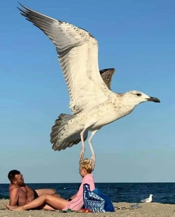 Riesige Möwe:Optische Täuschung