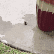 Animiertes GIF