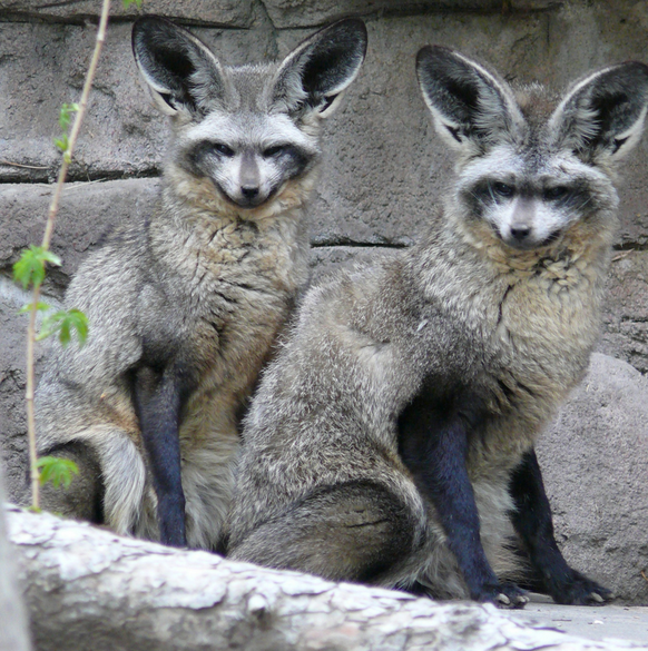 Löffelfuchs.
https://www.flickr.com/photos/renedrivers/