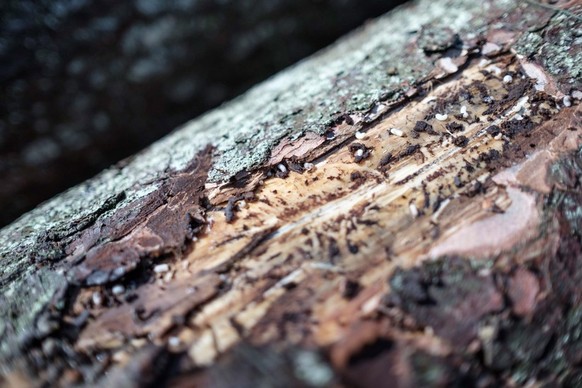 Eier von Borkenkäfern in einem Baum.