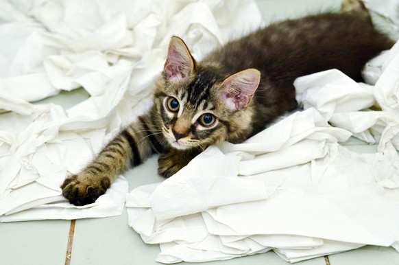 Toilettenpapier