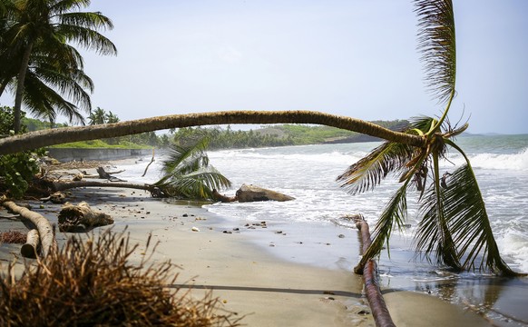Palm trees wilt after being uprooted by Hurricane Beryl in St. Patrick, Grenada, Tuesday, July 2, 2024. (AP Photo/Haron Forteau)