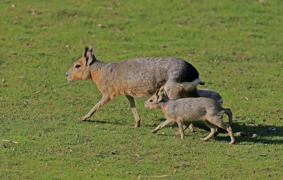 Großer Pampashase Dolichotis patagonum, Große Mara, adult, weiblich, Jungtiere, laufend, captive, Patagonien, Argentinien, Südamerika *** Greater Pampas Hare Dolichotis patagonum , Great Mara, adult, ...