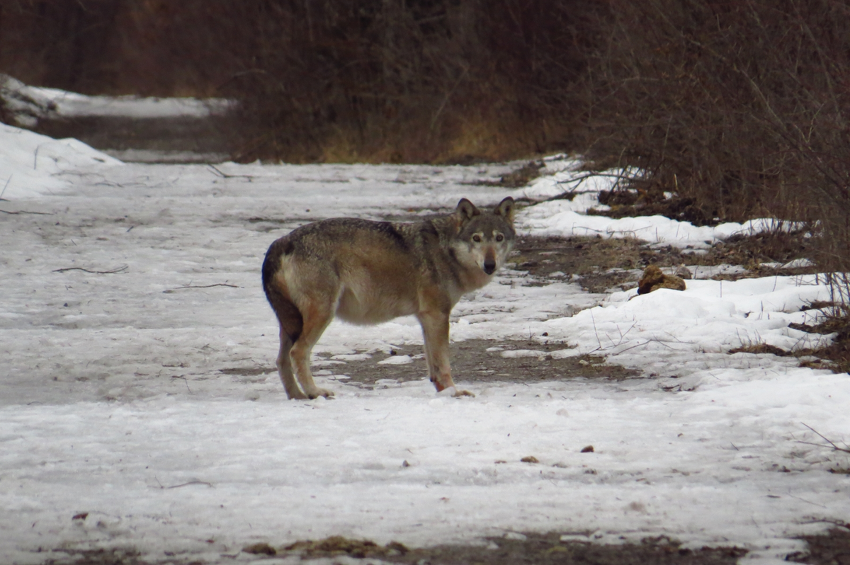 Calandawölfin F07 Wolf
