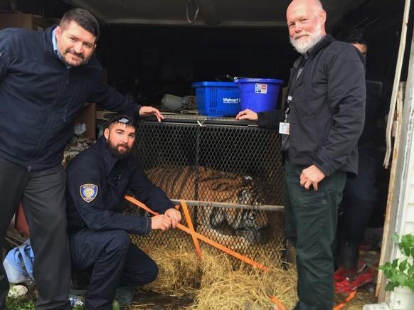 This undated photo shows a tiger in Houston. Houston police say some people who went into an abandoned home to smoke marijuana found a caged tiger. They called the city on Monday, Feb. 11, 2019, and t ...