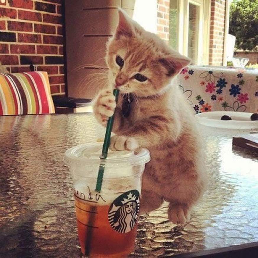 23 Katzen, die eiskalt auf frischer Tat ertappt werden (Teil 2)