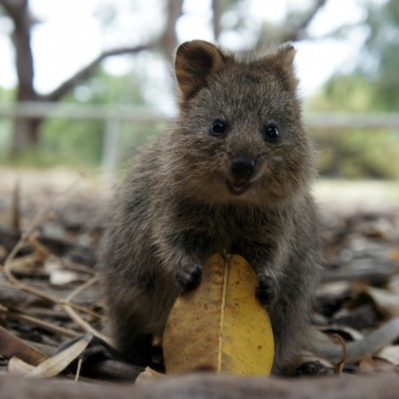 Quokka mit Blatt