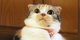 Sind Katzen die besseren Menschen? (Spoiler: Ja!) 