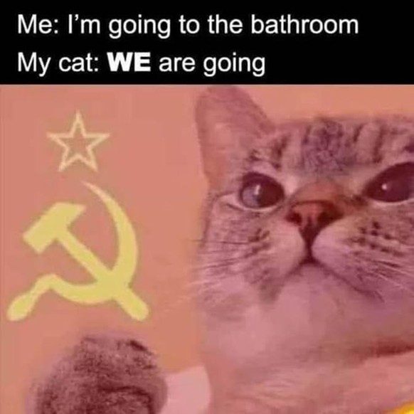 So, endlich Zeit fГјr Fondue. Und PICDUMP! рџ¤¤
Jeder der eine Katze hat kennt dies...