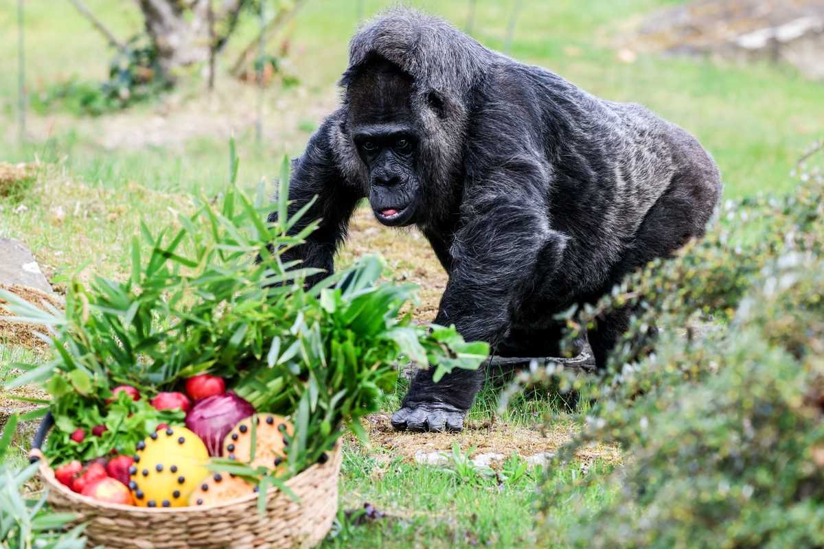 epa12024415 Fatou, the world's oldest female gorilla, sits next to her birthday basket as she celebrates her 68th birthday at Berlin Zoo, Germany, 11 April 2025. The zoo announced a birthday surp ...