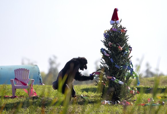 epa10360453 A chimpanzee observes a Christmas tree at one of the artificial islands of the Save the Chimps sanctuary in Fort Pierce, Florida, USA, 10 December 2022. According to the operators, Save th ...