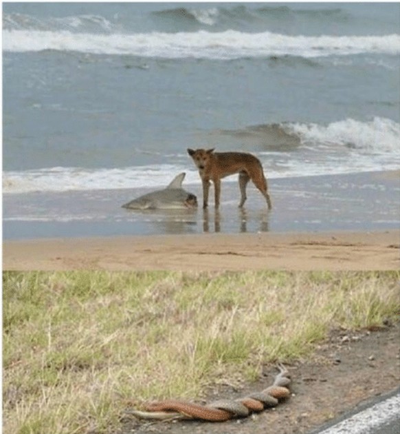 Australien in einem Bild
Cute News
https://me.me/i/21512021