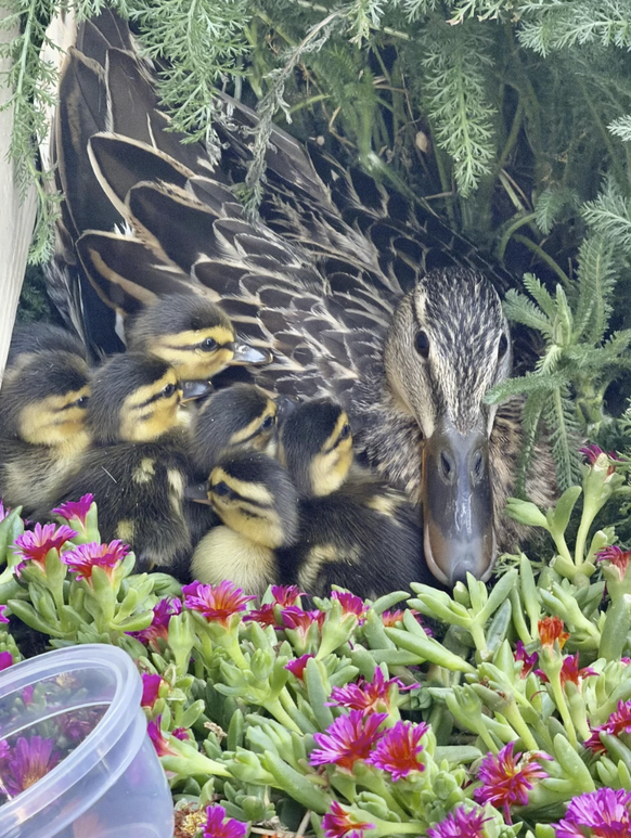 Cute News: Entenfamilie