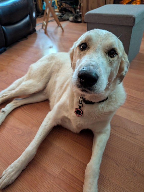 cute news tier hund

https://www.reddit.com/r/rarepuppers/comments/1ice6ec/she_loves_snout_kisses_will_you_give_her_one/