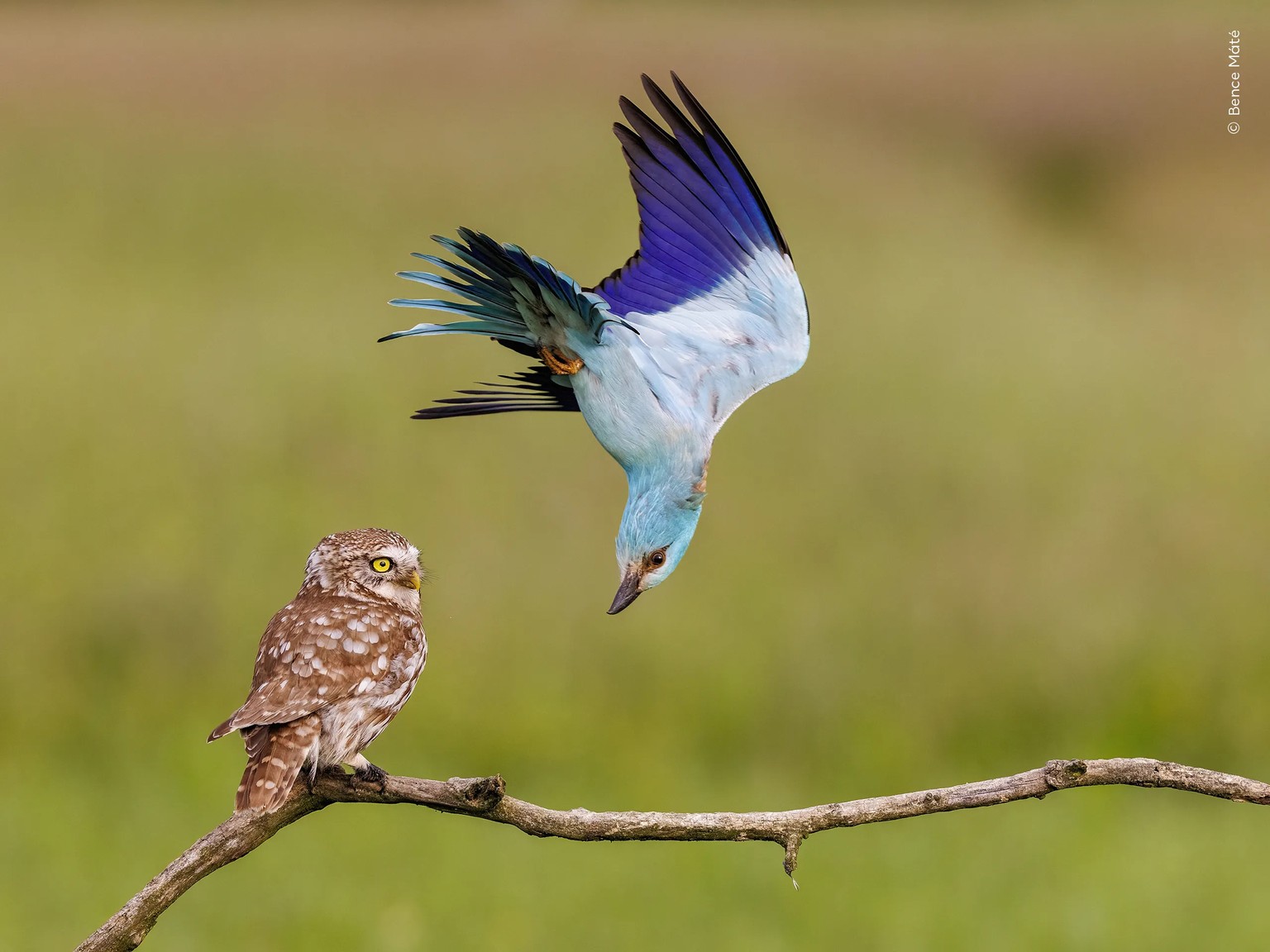 Annoying Neighbour.

A European roller defends its territory from a bemused-looking little owl in Kiskunság National Park, Hungary.

The little owl and the European roller are very different birds, bu ...