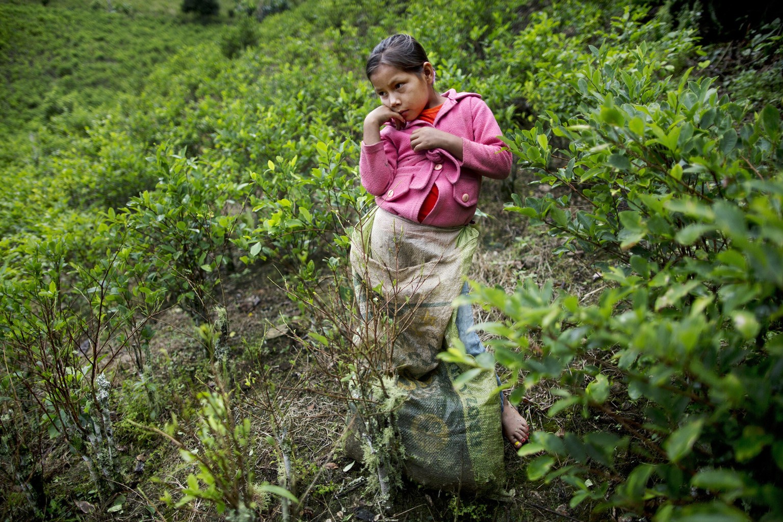 In this March 16, 2015 photo, Janet Curo, 9, takes a break from harvesting coca leaves with her mother, in La Mar, province of Peru&#039;s Ayacucho state. Janet skipped school to help her mother in th ...