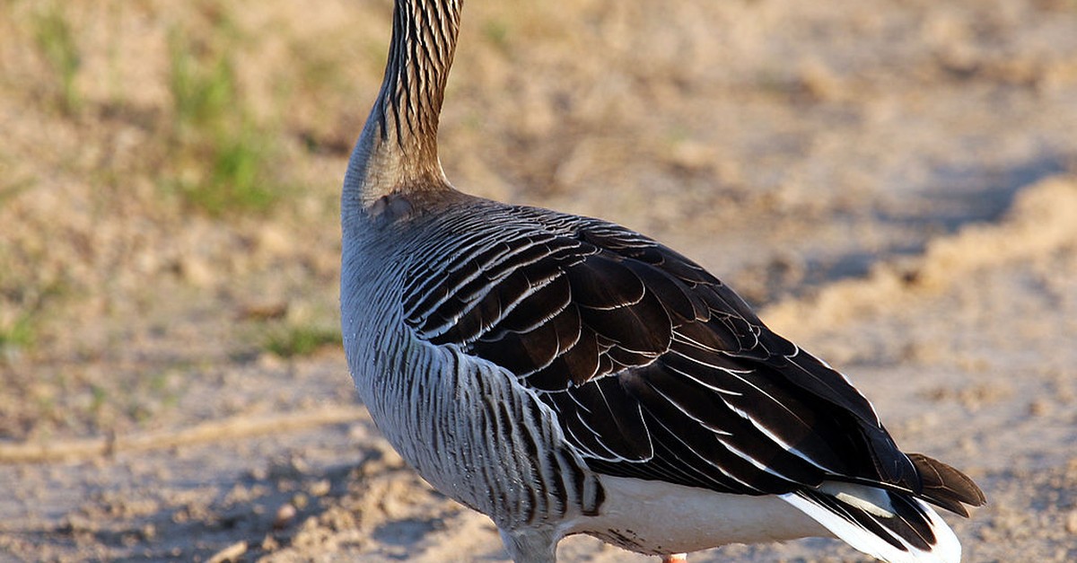 Vogelgrippe-bei-Graugans-in-Vinelz-BE-nachgewiesen