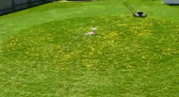 Animiertes GIF